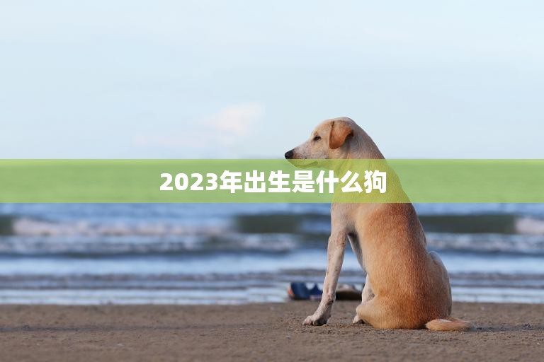 2023年出生是什么狗(探寻未来的狗狗星座)