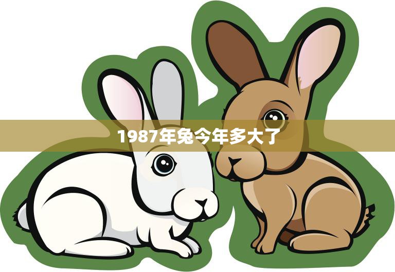 1987年兔今年多大了(回顾兔年出生的人他们现在多少岁)